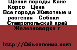 Щенки породы Кане-Корсо › Цена ­ 25 000 - Все города Животные и растения » Собаки   . Ставропольский край,Железноводск г.